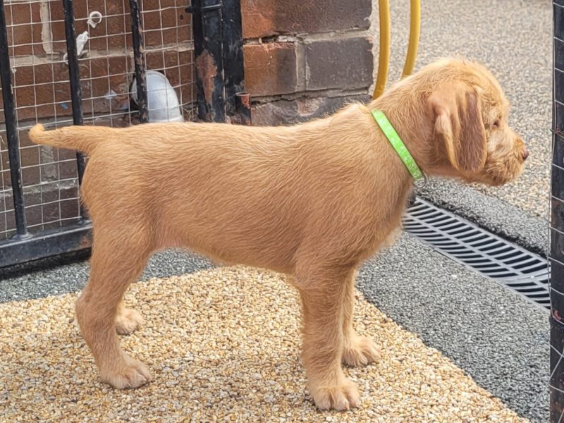 KC Registered Hungarian Wirehaired Vizsla