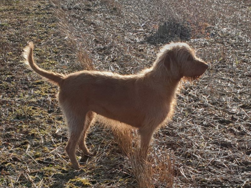 KC Registered Hungarian Wirehaired Vizsla
