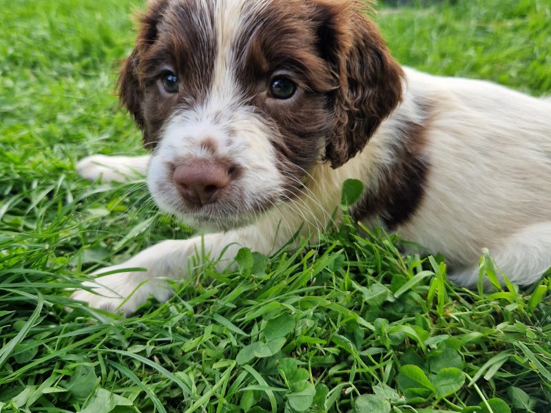 English Springer spaniels