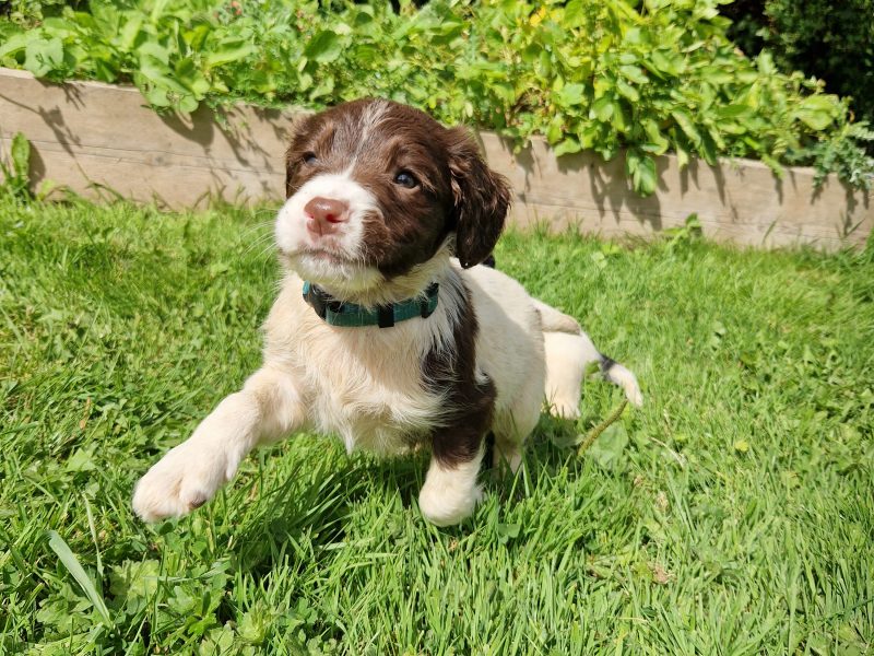 English Springer spaniels