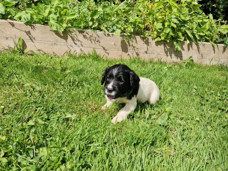 English Springer spaniels