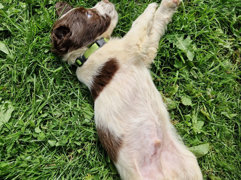 English Springer spaniels