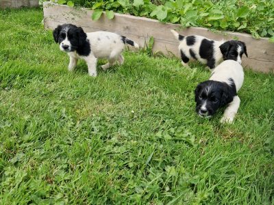 English Springer spaniels