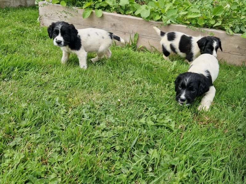 English Springer spaniels