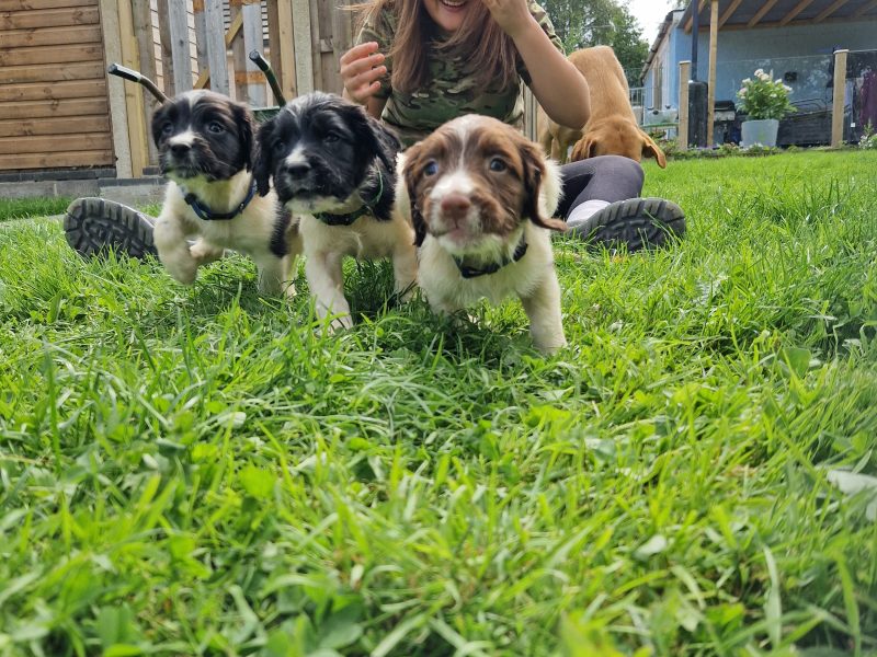 English Springer spaniels