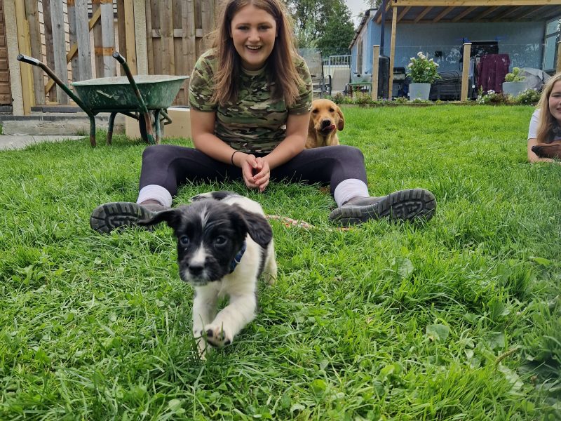 English Springer spaniels
