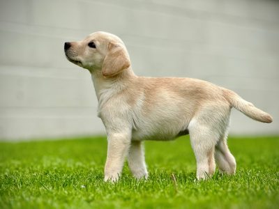 Labrador Pups Available Now