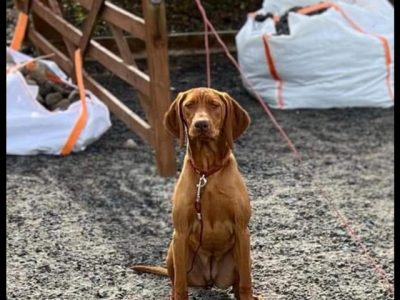 International Champion & Working Vizslas