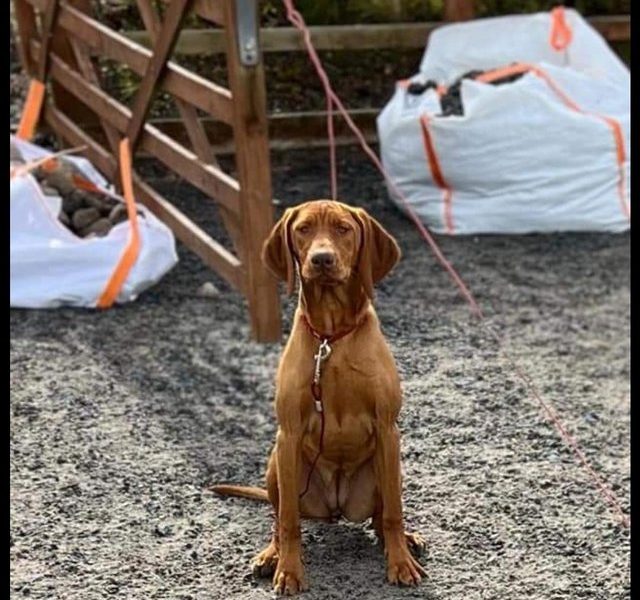 International Champion & Working Vizslas