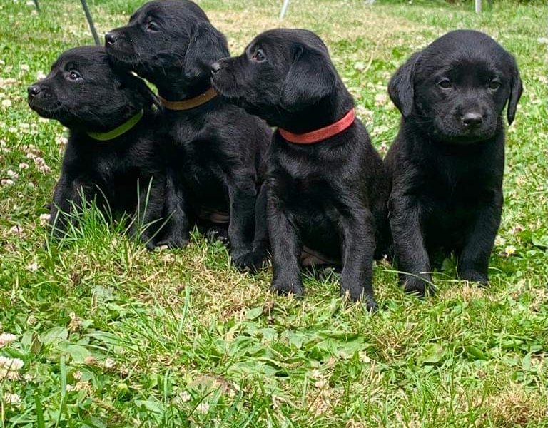 Well bred pups excellent working parents