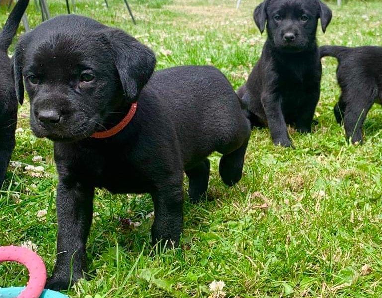 Well bred pups excellent working parents