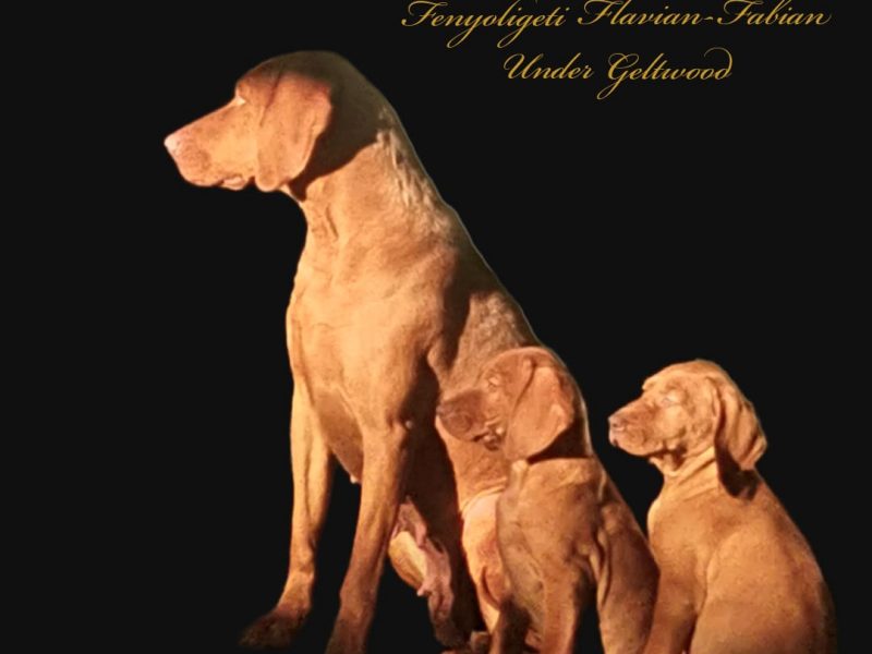 International Champion & Working Vizslas
