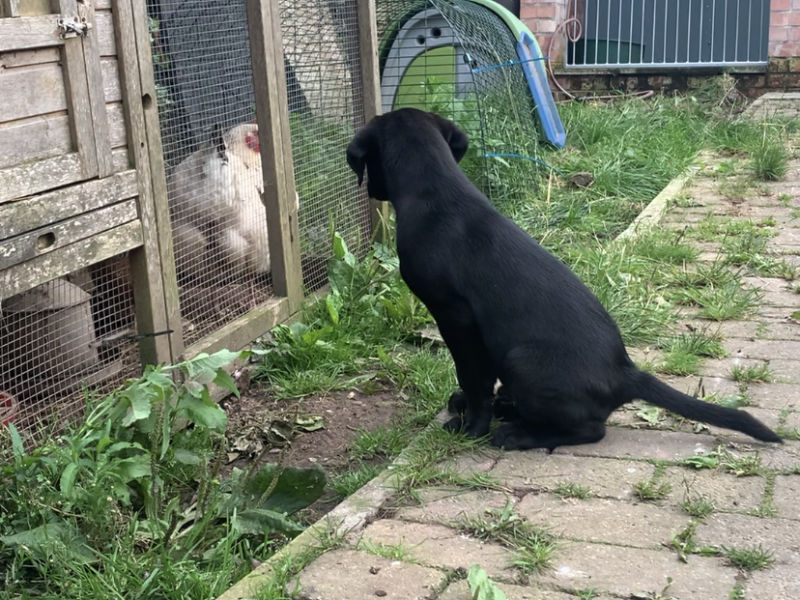 Beautifully bred Labradors with FTC bloodlines