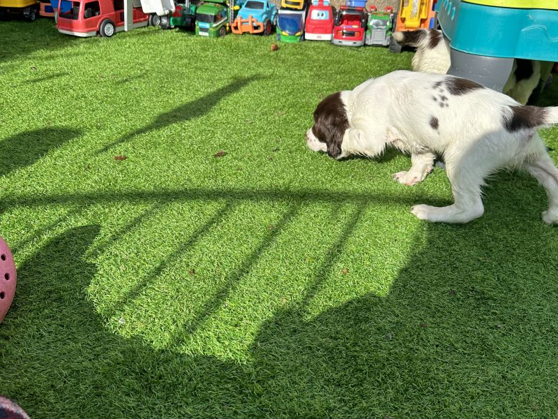 KC registered working ESS puppies with FTCH pedigree
