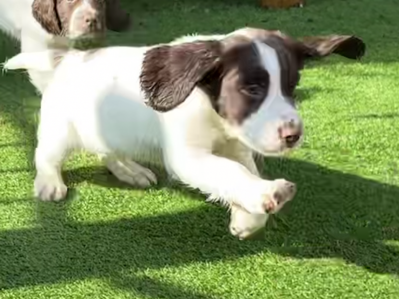 KC registered working ESS puppies with FTCH pedigree