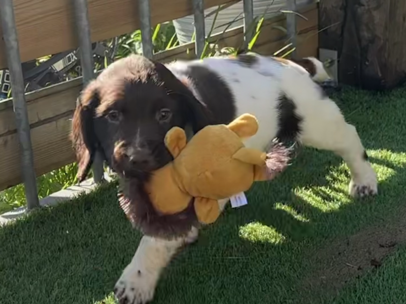 KC registered working ESS puppies with FTCH pedigree