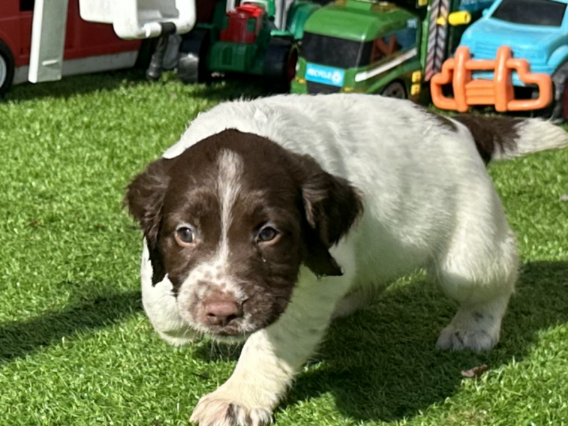 KC registered working ESS puppies with FTCH pedigree