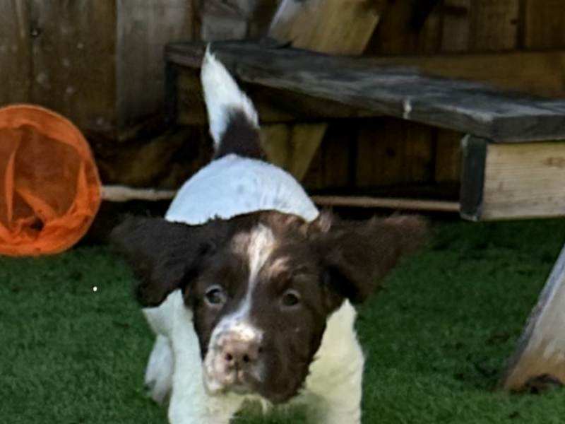 KC registered working ESS puppies with FTCH pedigree