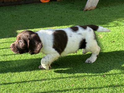 KC registered working ESS puppies with FTCH pedigree