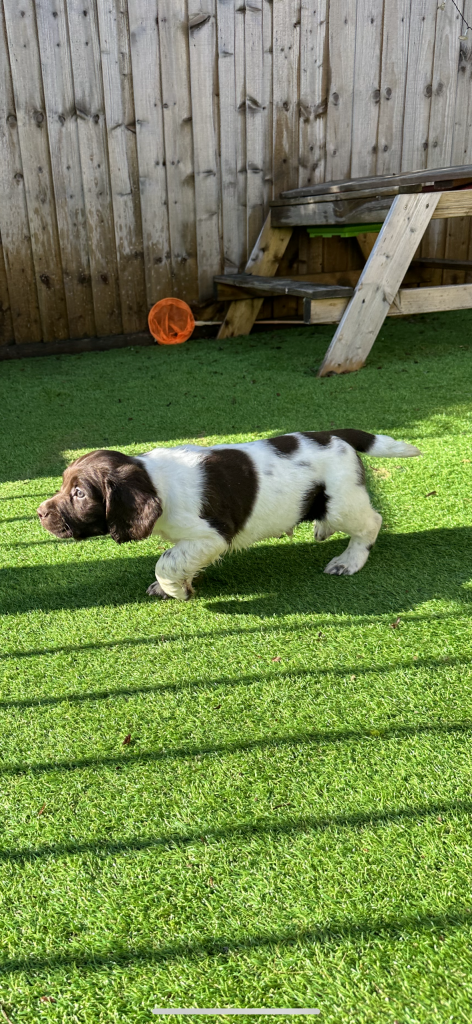 KC registered working ESS puppies with FTCH pedigree | Gundog Trader