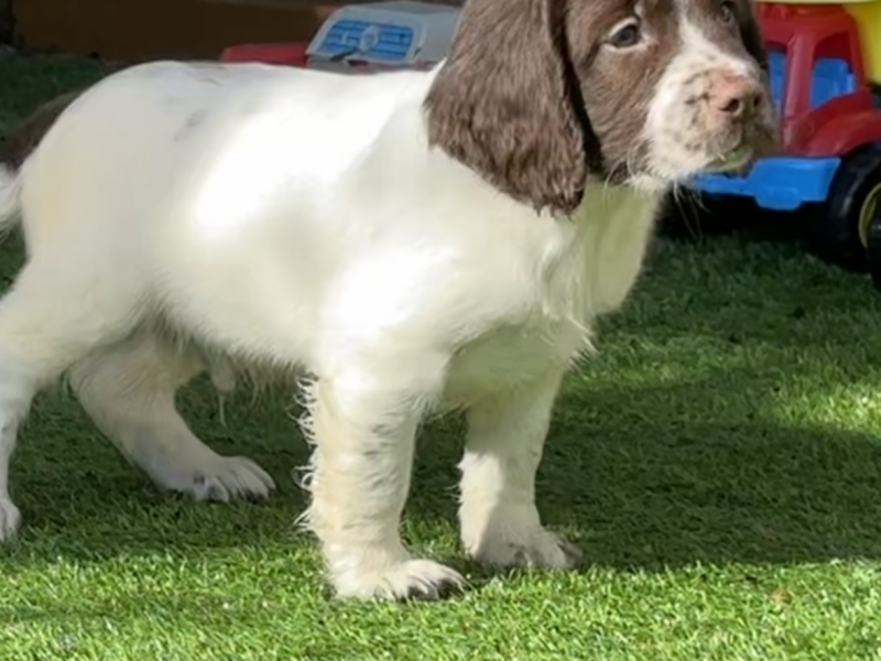KC registered working ESS puppies with FTCH pedigree