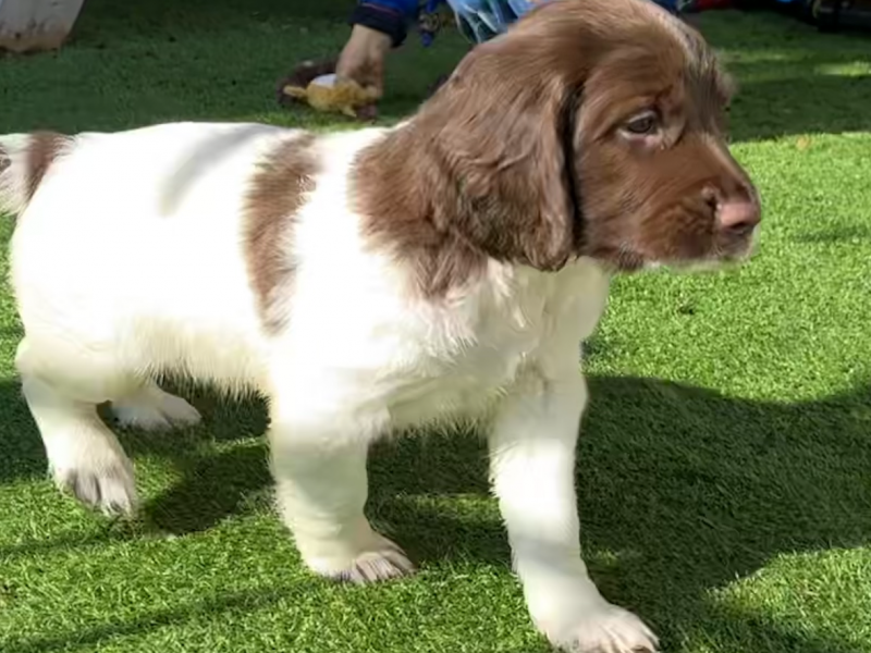 KC registered working ESS puppies with FTCH pedigree