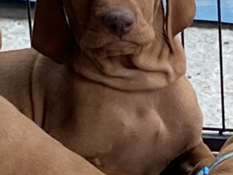 Hungarian Wirehaired Vizsla male puppies