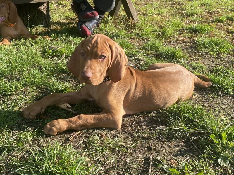 Hungarian Wirehaired Vizsla male puppies