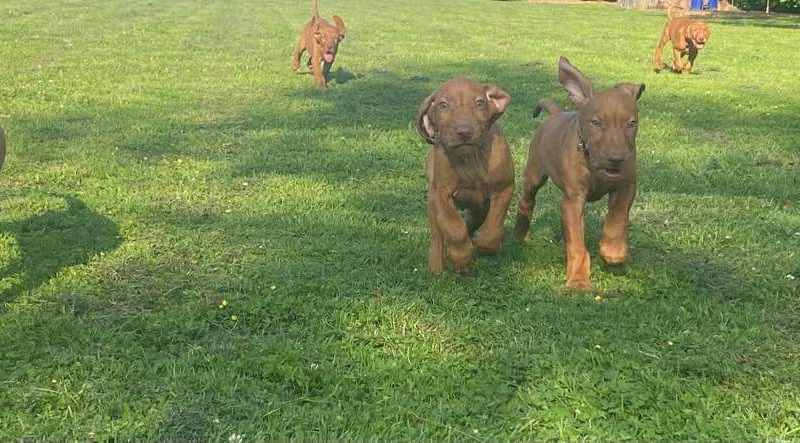 Hungarian Wirehaired Vizsla male puppies