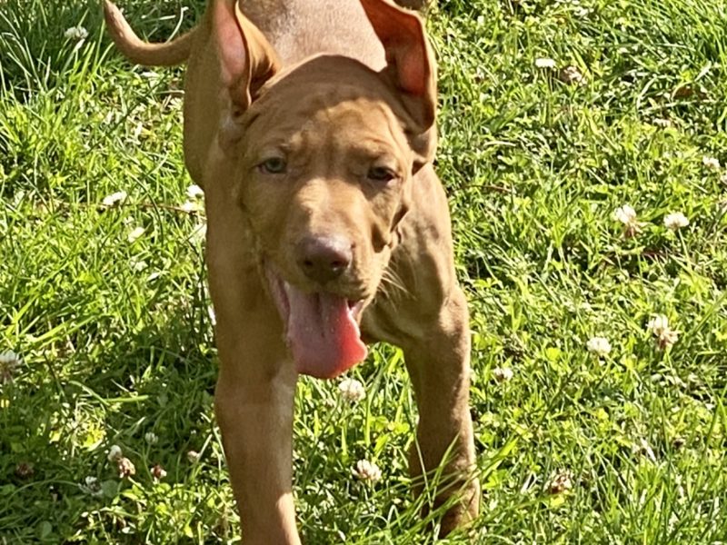 Hungarian Wirehaired Vizsla male puppies