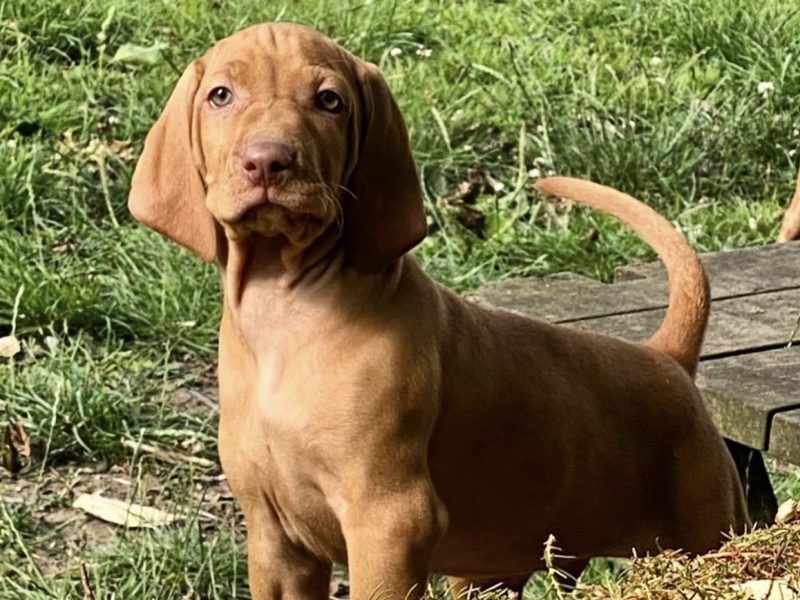 Hungarian Wirehaired Vizsla male puppies