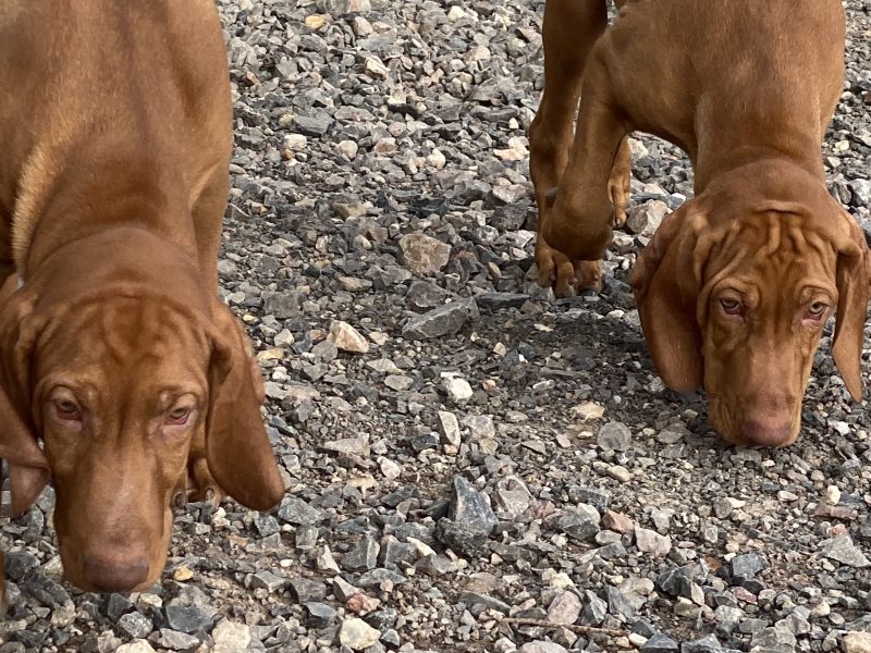 Hungarian Wirehaired Vizsla male puppies
