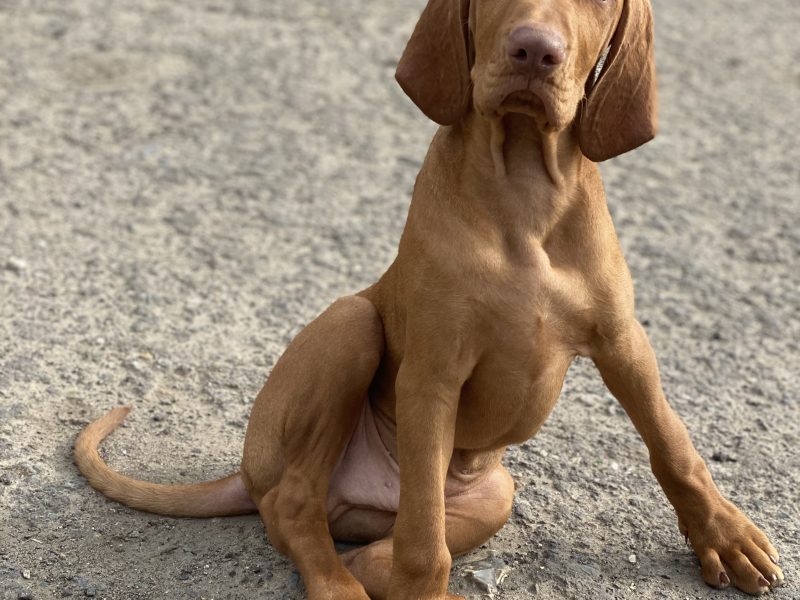 Hungarian Wirehaired Vizsla male puppies