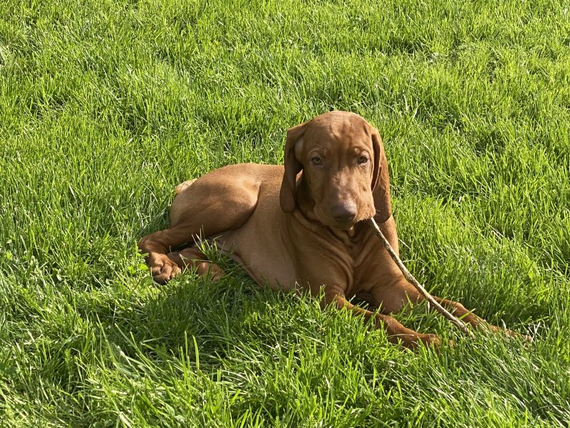 Hungarian Wirehaired Vizsla male puppies