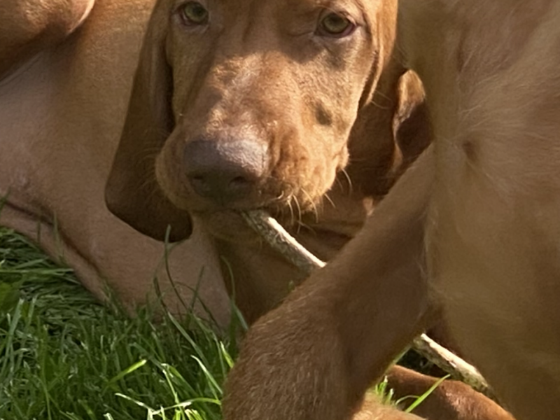 Hungarian Wirehaired Vizsla male puppies