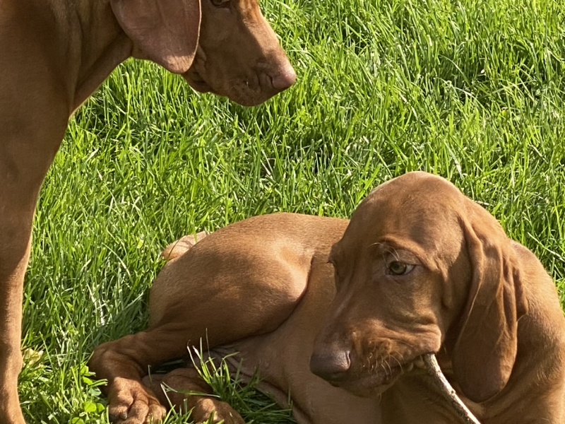 Hungarian Wirehaired Vizsla male puppies