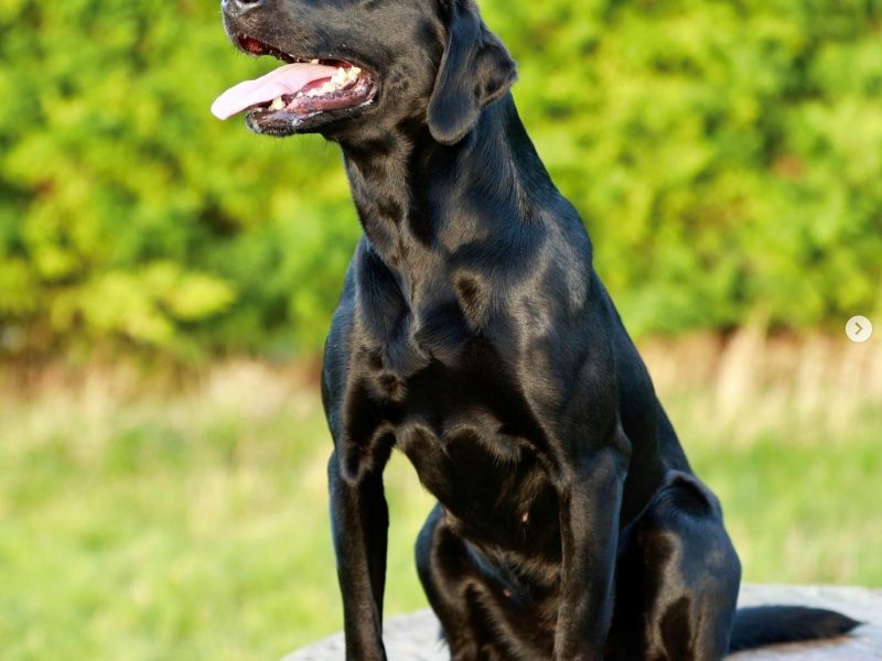 Labrador Pups Available Now