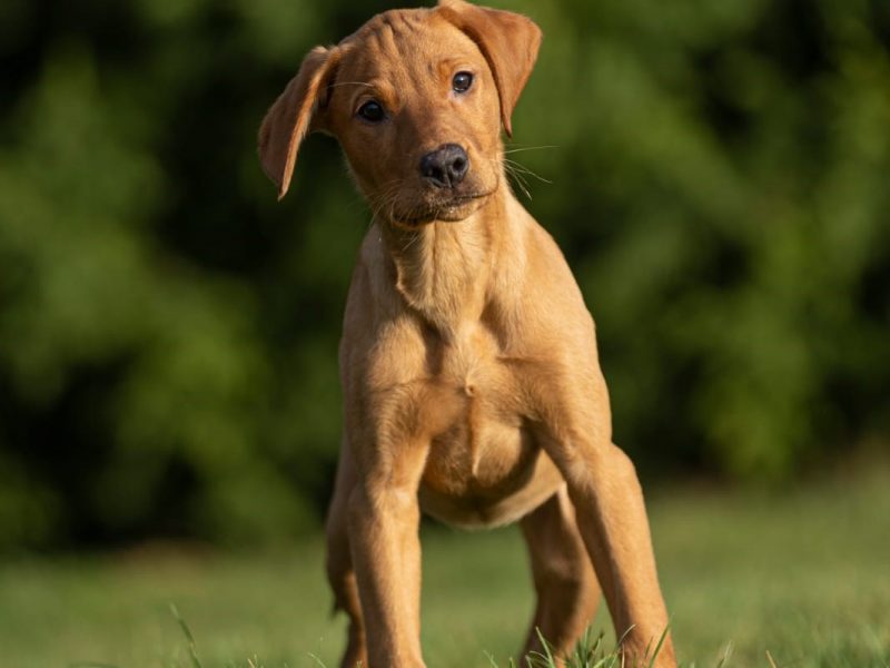 Labrador Pups Available Now