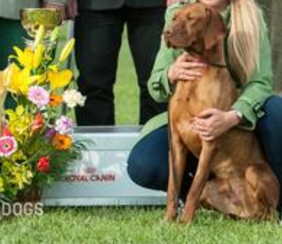 International Champion & Working Vizslas