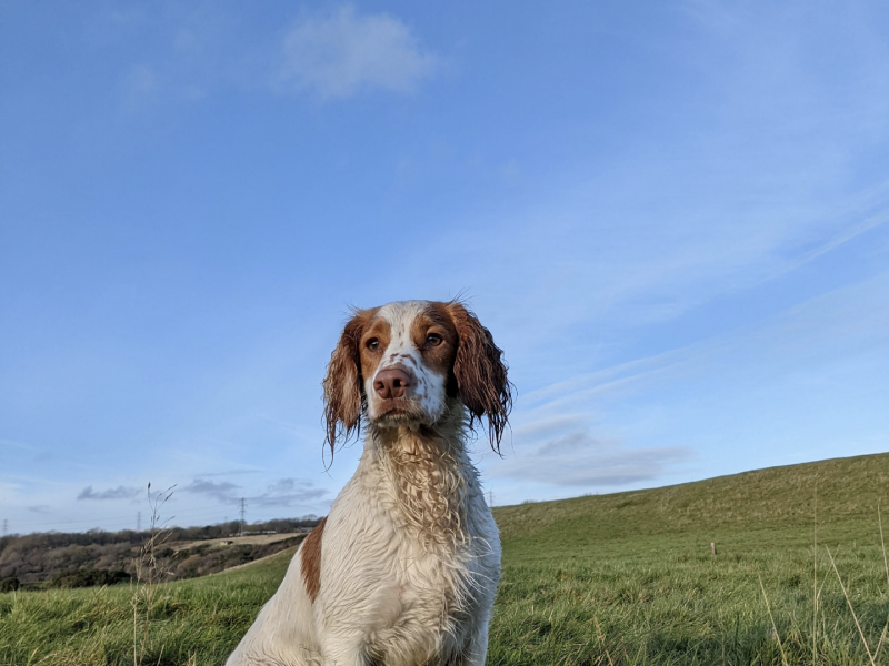 Working cocker spaniels