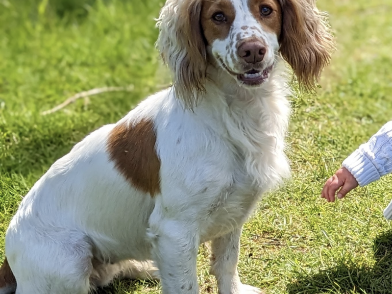Working cocker spaniels