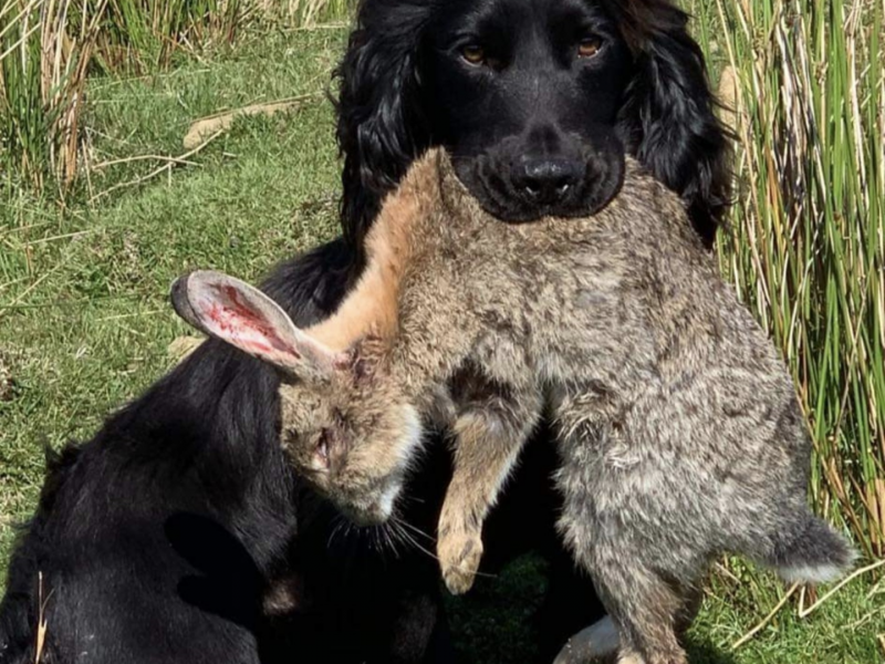 Working cocker spaniels