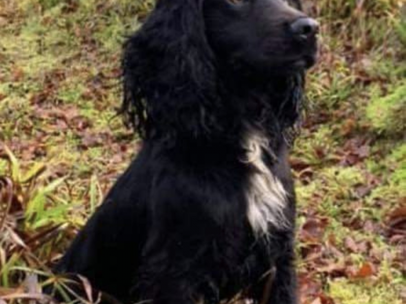 Working cocker spaniels