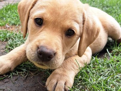 FTW sired Pedigree KC registered pups for sale