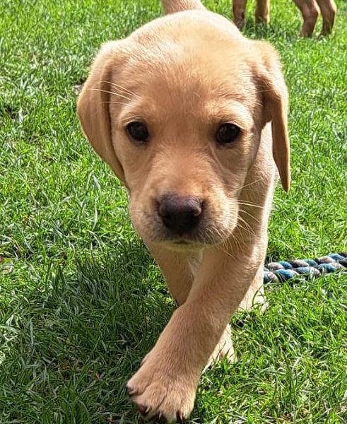 FTW sired Pedigree KC registered pups for sale