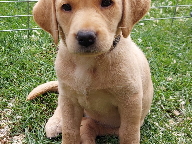 FTW sired Pedigree KC registered pups for sale