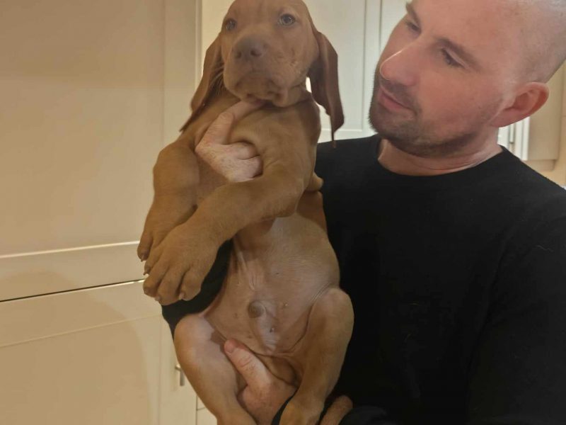 International Champion & Working Vizslas