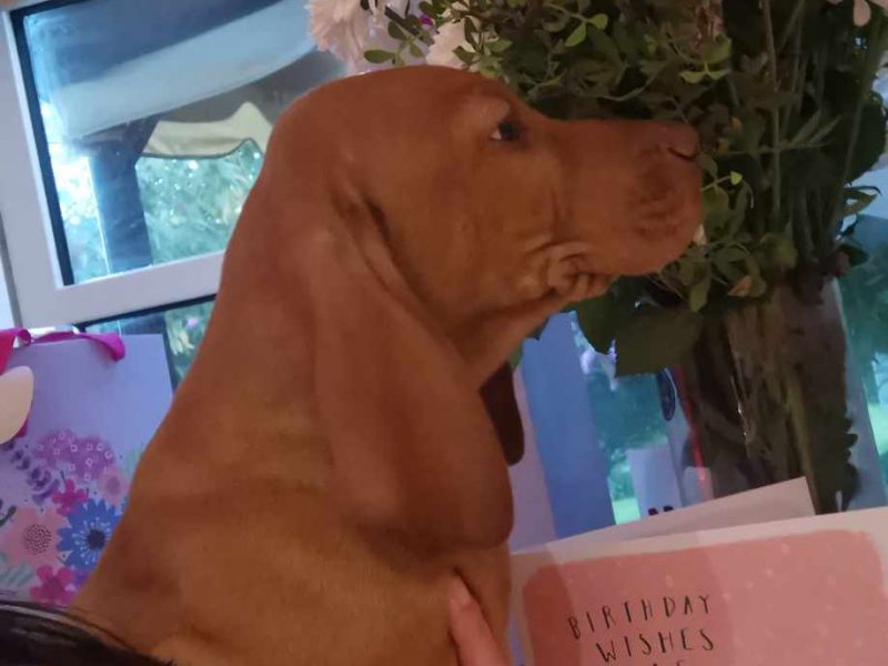 International Champion & Working Vizslas