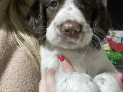 Fantastic litter of working English Springer pups