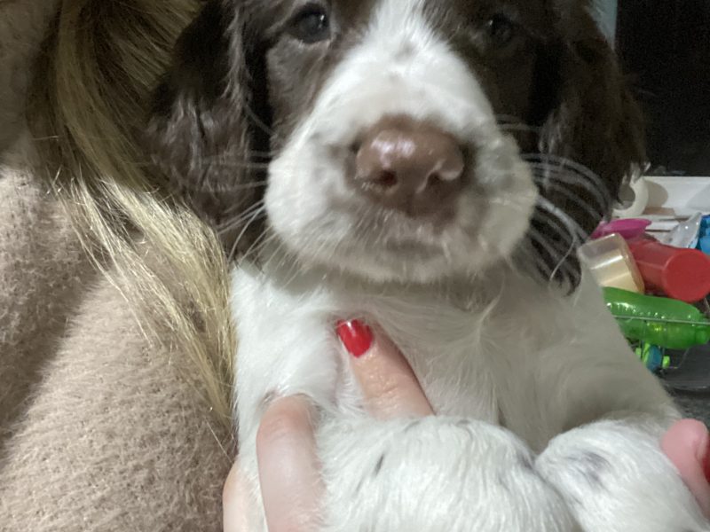 Fantastic litter of working English Springer pups